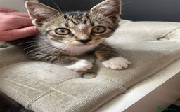 Maine Coon cats for sale: Maine coon cross kitten - Image 3