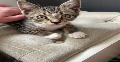 Maine Coon cats - Advert 5