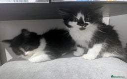 Mixed Breed cats for sale: Maine coon cross kittens ready now 🩵 - Image 4