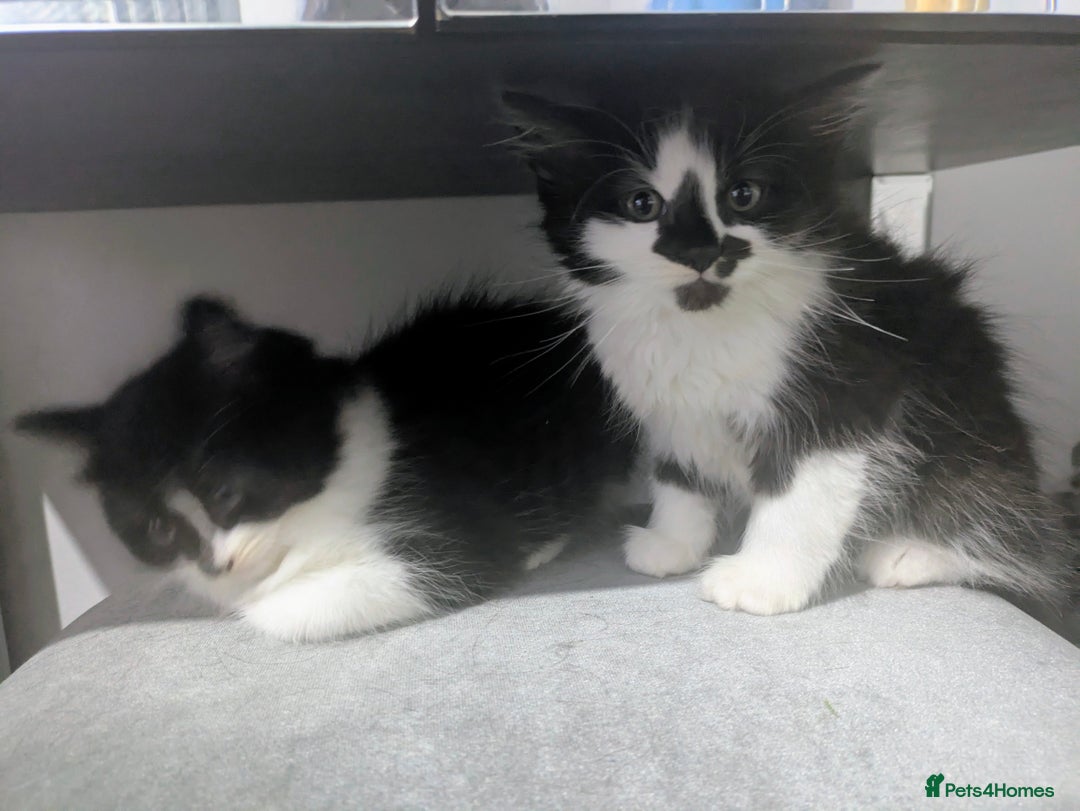 Mixed Breed cats for sale: Maine coon cross kittens ready now 🩵 - Image 4