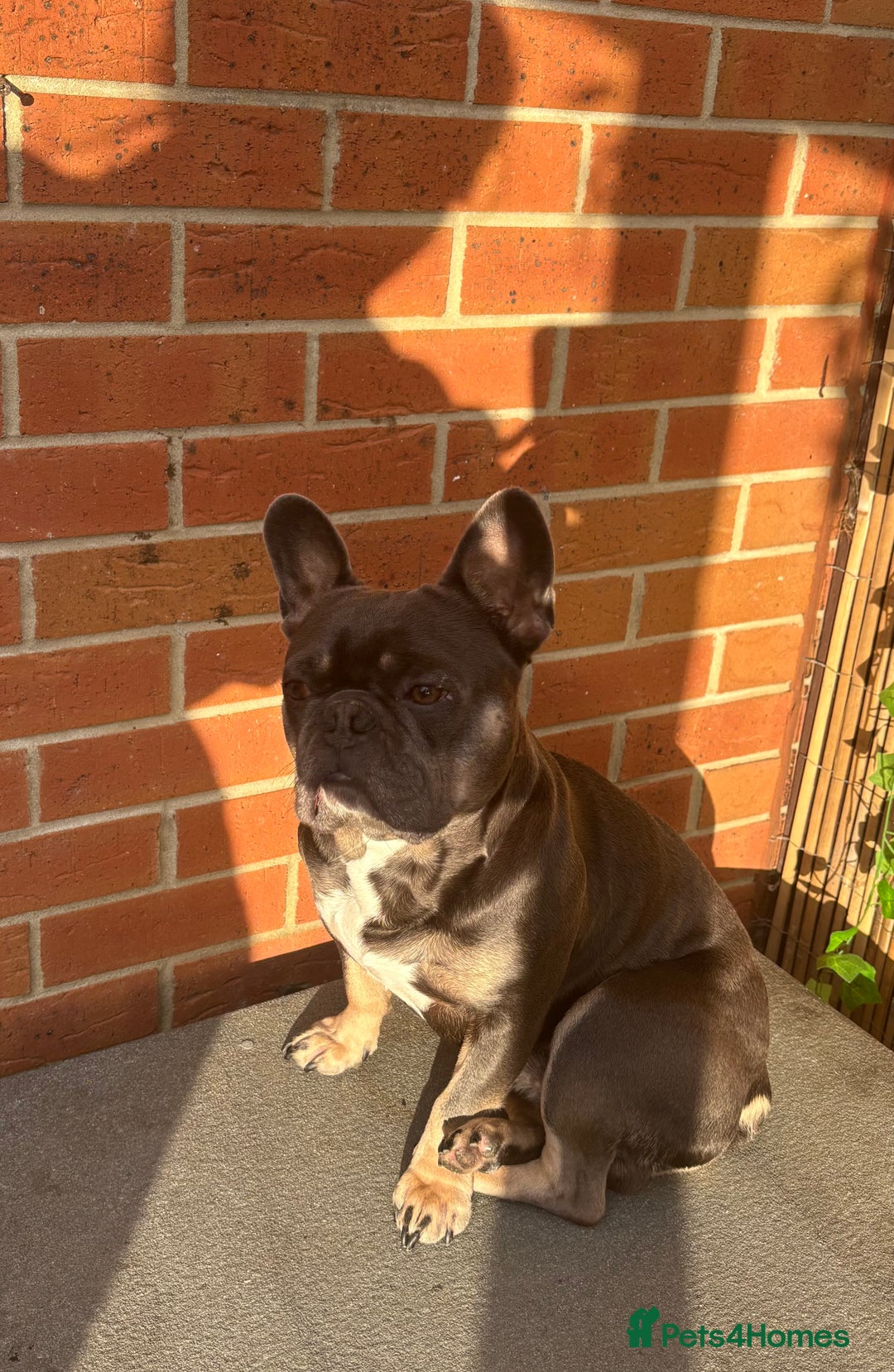 French Bulldog dogs for sale: French bull dog - Image 4