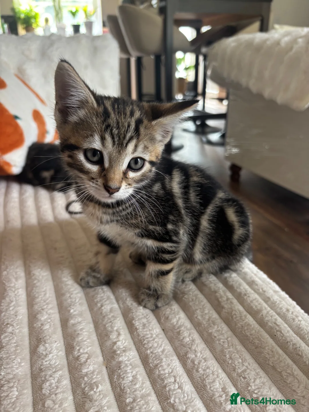 Bengal cats for sale: Kittens ready now  in Cramlington - Advert 2