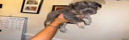 French Bulldog dogs for sale: Stunning Fluffy frenchies  - Advert 4
