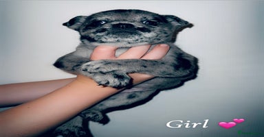 Mixed Breed dogs - Advert 5