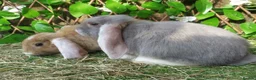Continental Giant rabbits for sale: Super Stars Stud Service - Beautiful Proven Boys  - Advert 25
