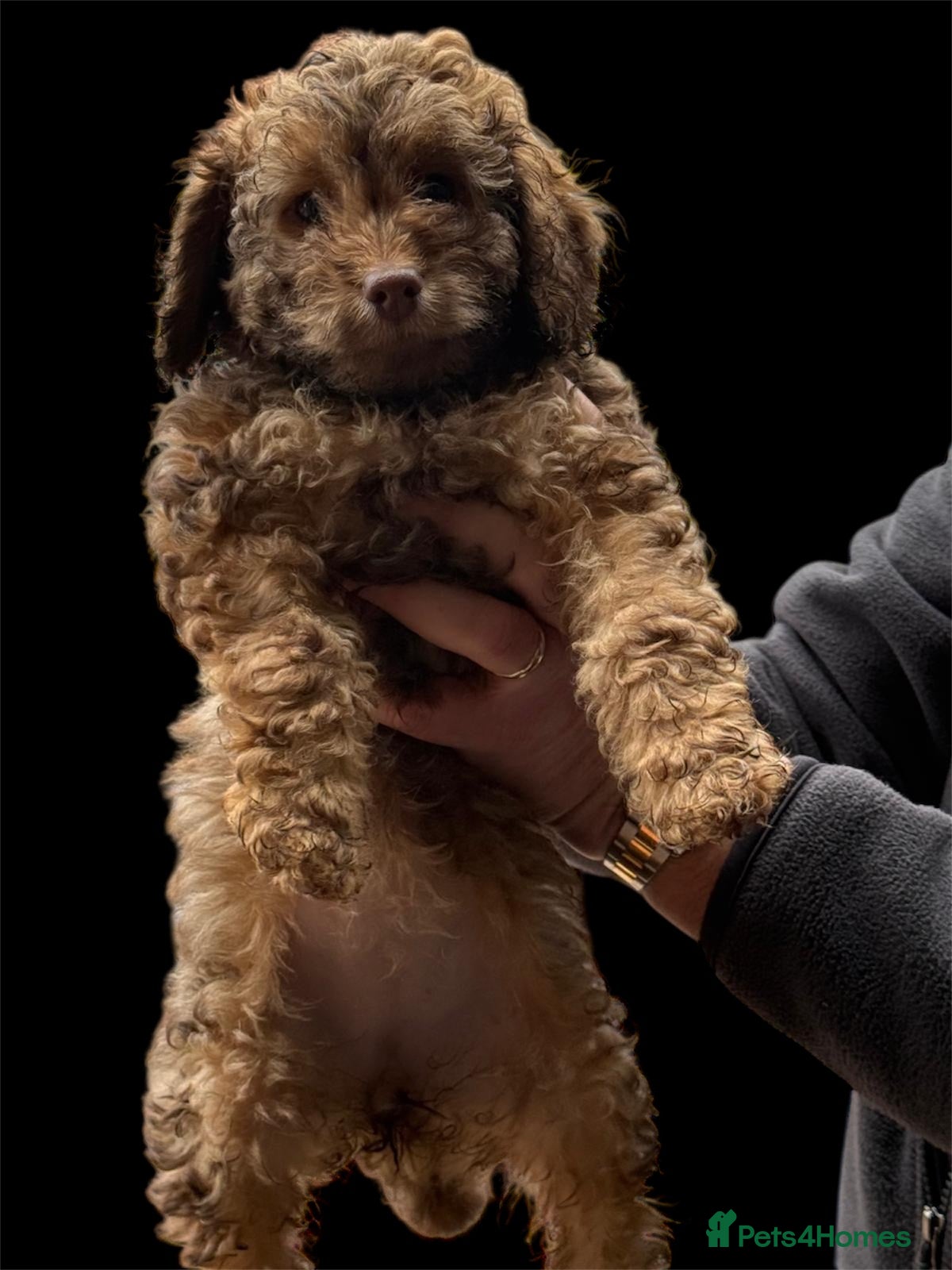 Cockapoo dogs Gorgeous F1B Cockapoo Puppies – Doncaster  - Advert 2