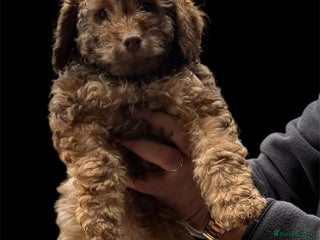 Cockapoo dogs Gorgeous F1B Cockapoo Puppies – Doncaster - Advert 1