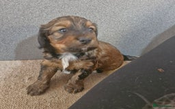 Mixed Breed dogs for sale: Spaniel pups in Woodbridge - Image 5