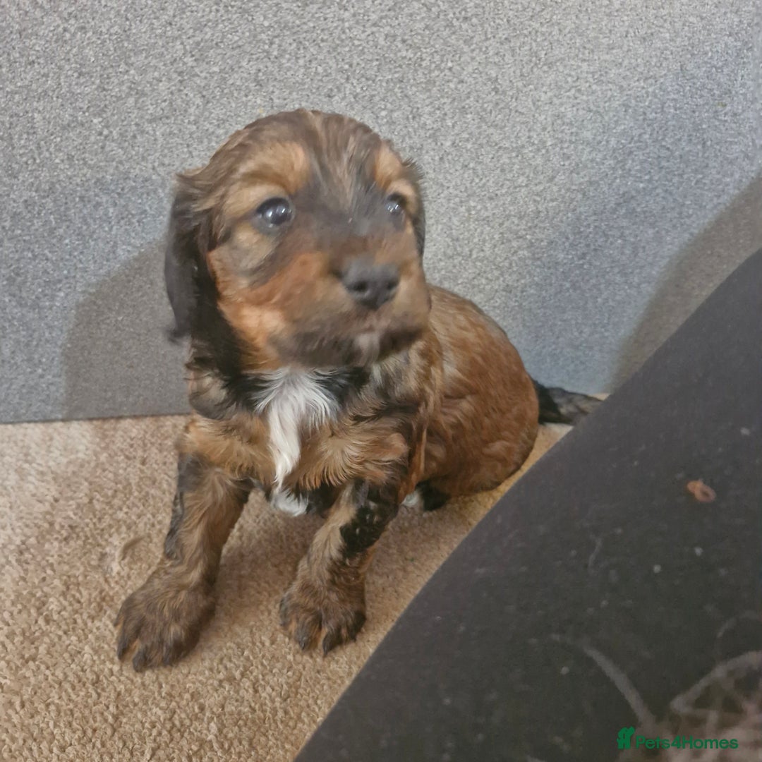 Mixed Breed dogs for sale: Spaniel pups in Woodbridge - Image 5