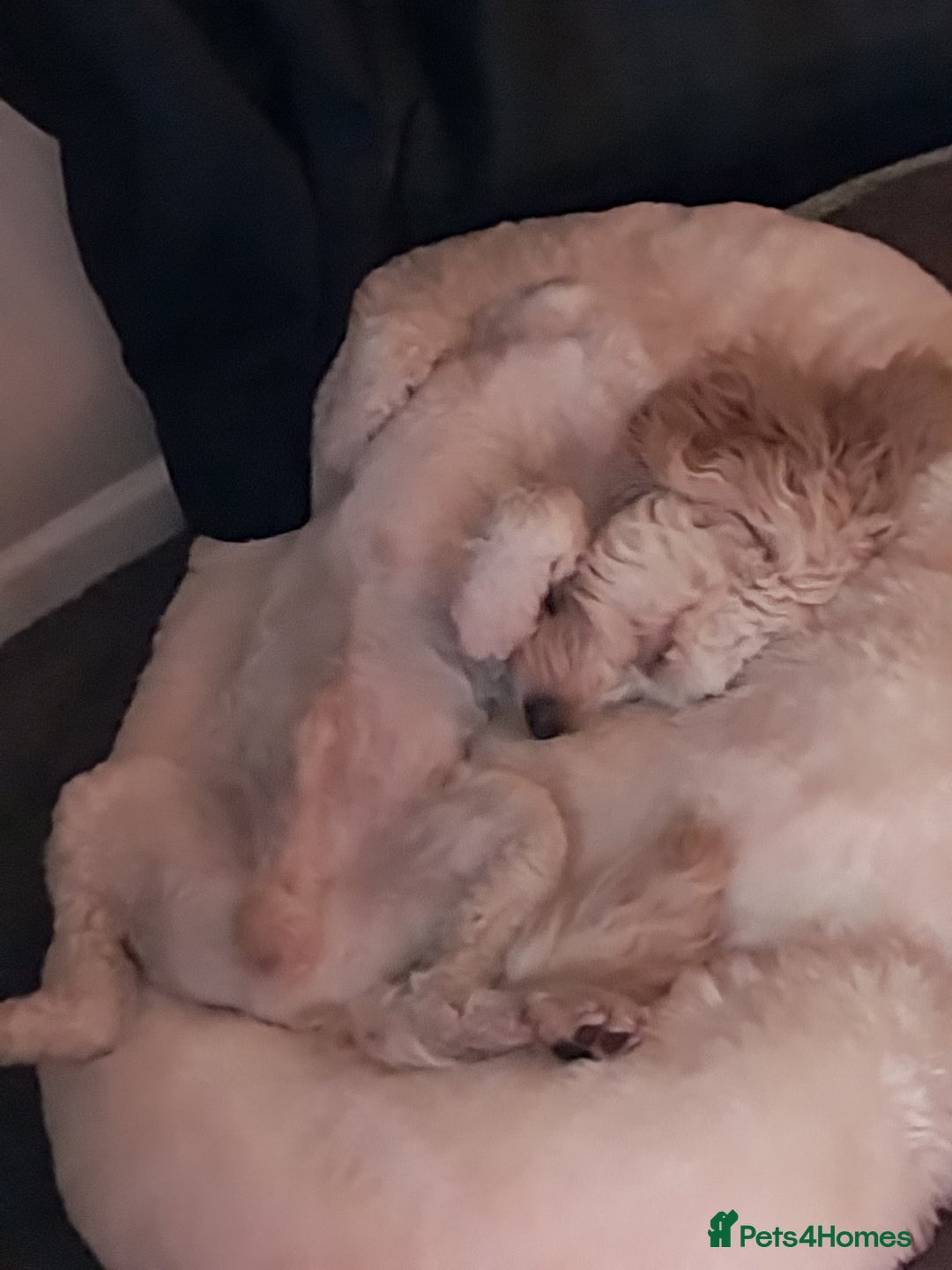 Cockapoo dogs for sale: Lovely 7 month old cockapoo - Advert 5