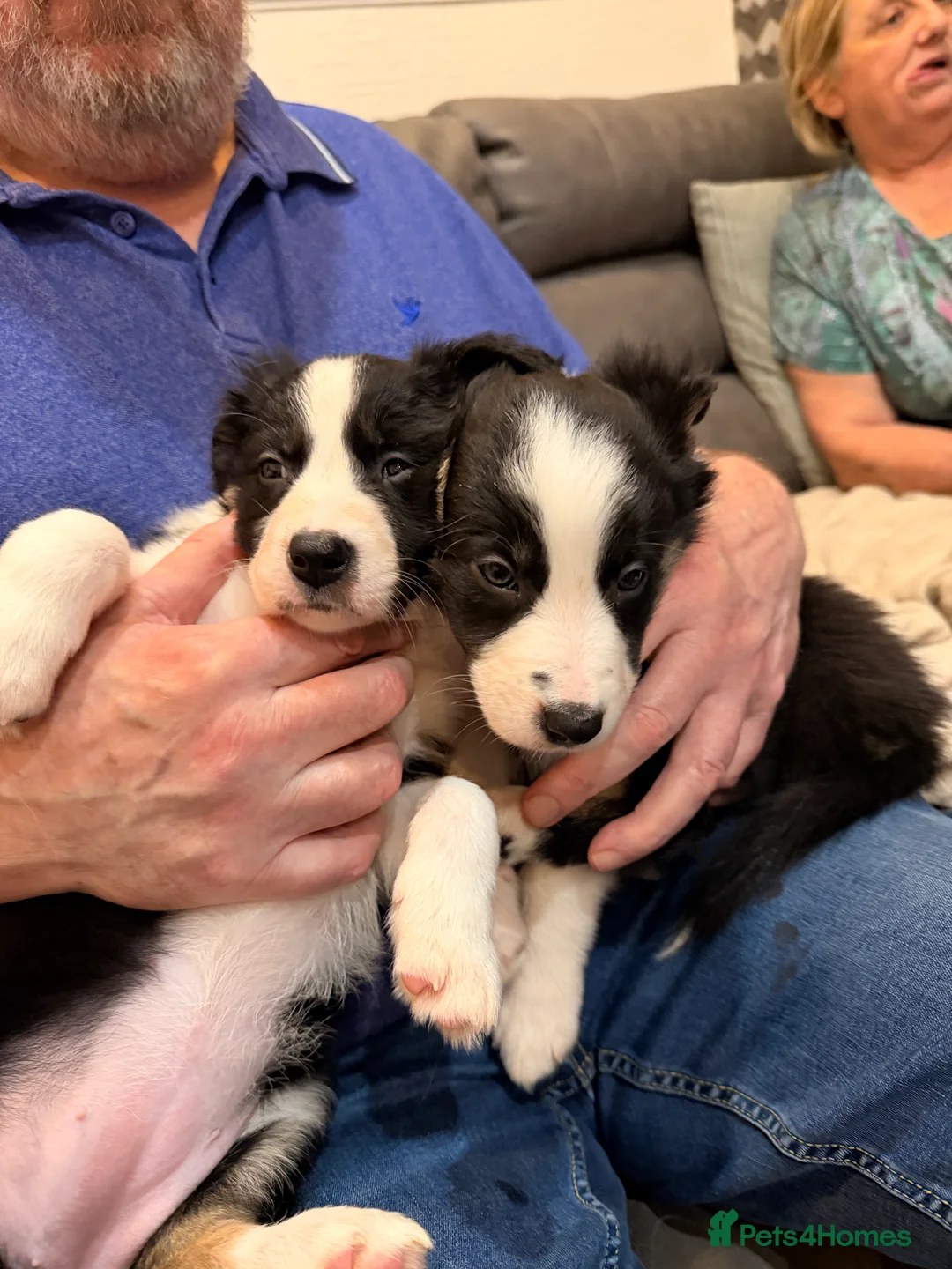 Mixed Breed dogs for sale: Stunning Border Collie Cross Puppies Family Raised - Advert 22