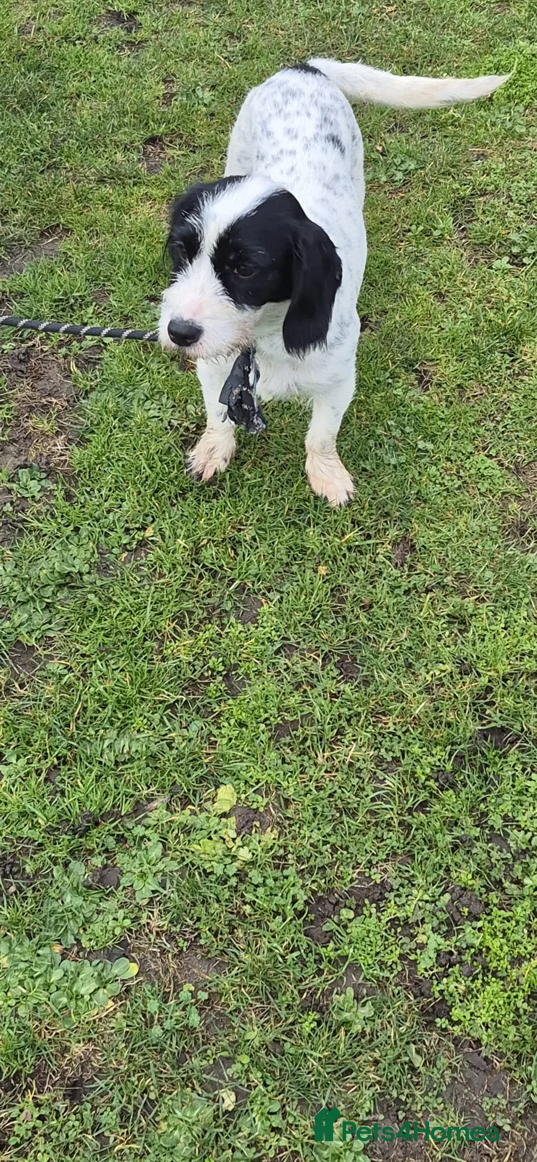 Mixed Breed dogs for sale: Spaniel cross - Advert 5