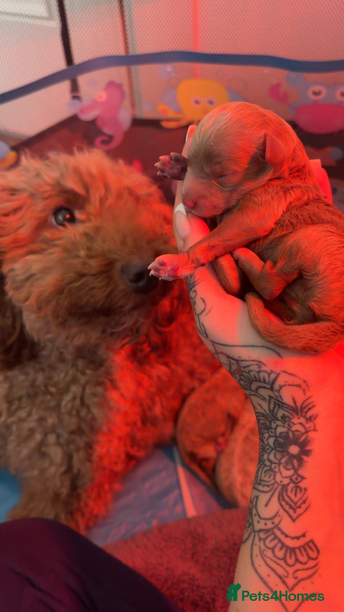 Miniature Poodle dogs Miniature Poodles Puppies - Advert 4