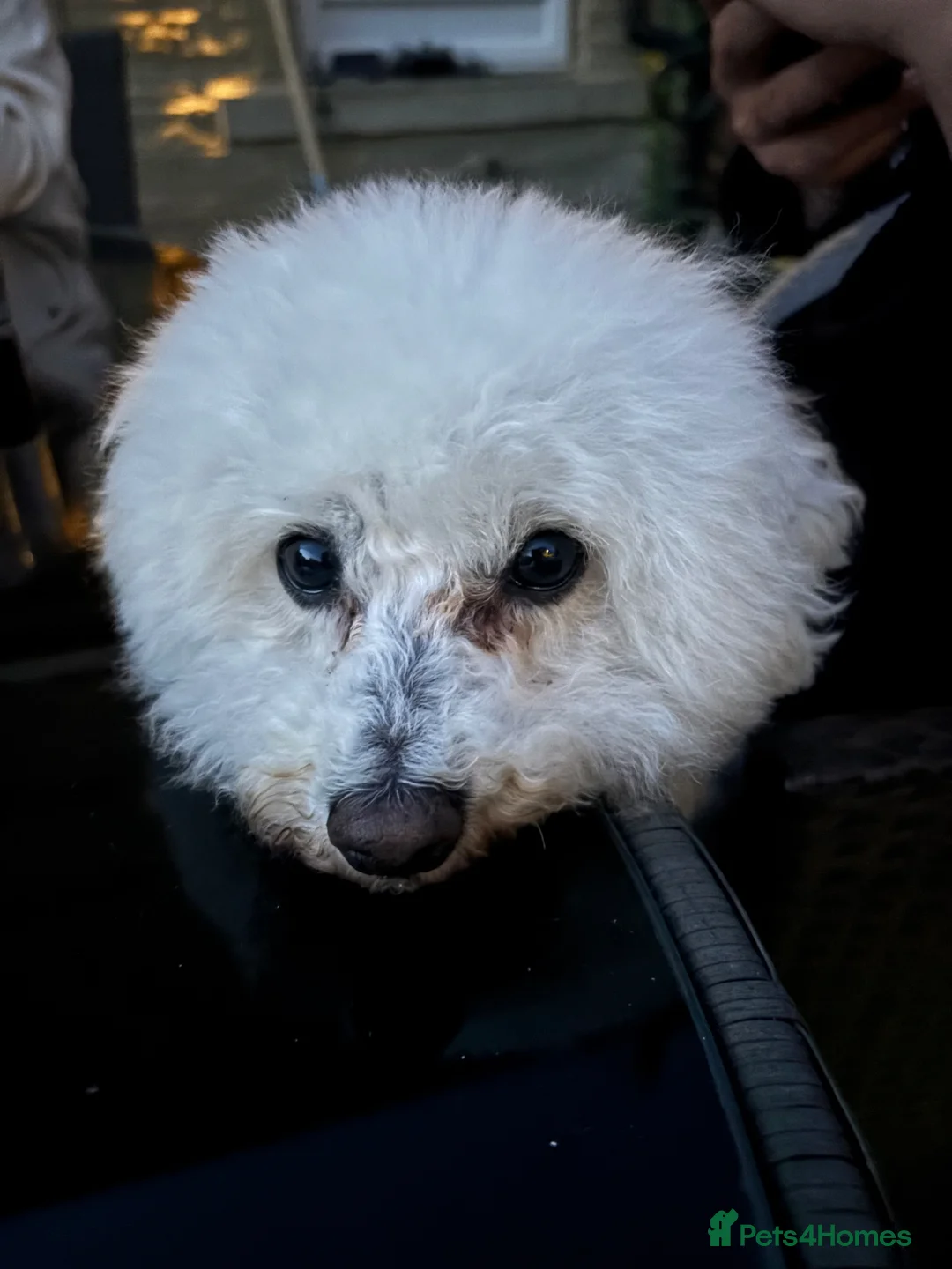 Bichon Frise dogs for sale: Beautiful girl  in Accrington - Advert 6