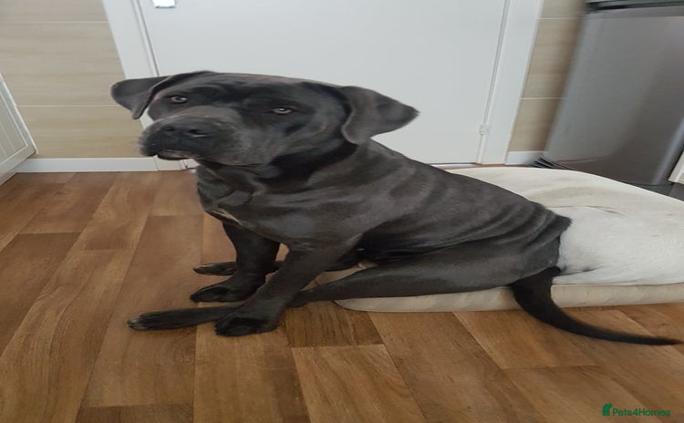 Cane Corso dogs Bella 10 month old female Cane Corso - Advert 7