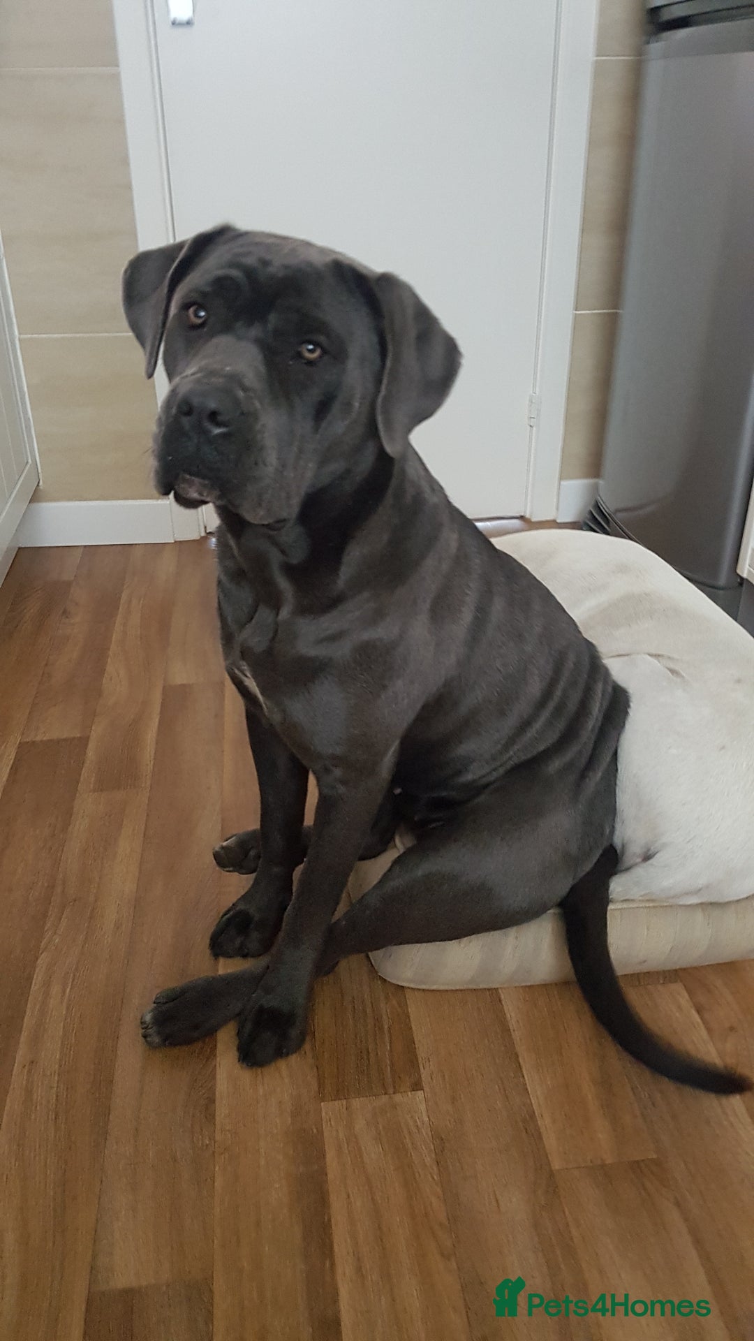 Cane Corso dogs for sale: Bella 11 month old female Cane Corso - Advert 2