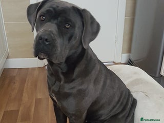 Cane Corso dogs Bella 10 month old female Cane Corso - Advert 7