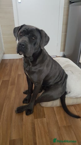 Cane Corso dogs Bella 10 month old female Cane Corso - Advert 7