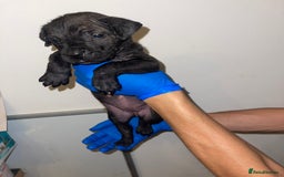 Presa Canario dogs for sale: Presa Canario Puppies for Sale - Image 14
