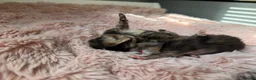 Mixed Breed cats for sale: Healthy Fluffy Black Tortie Ragdoll Cross Kittens  - Advert 8