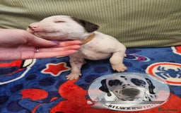 Dalmatian dogs for sale: 6 KC Dalmatian puppies Left - Image 36