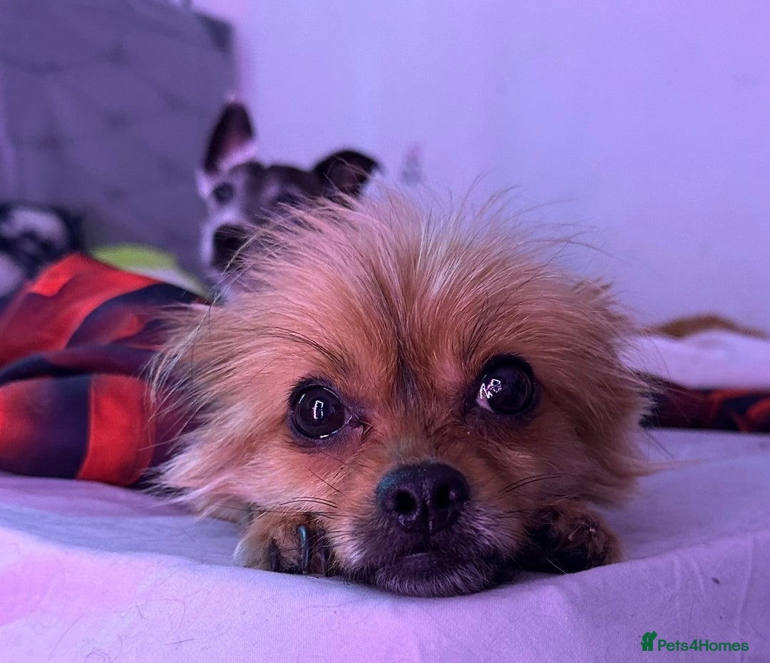 Chorkie dogs for sale: 5 year old male chorkie - Advert 5