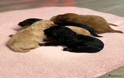 Jackapoo dogs for sale: Beautiful litter of 6 F1B Jackapoos - Image 3