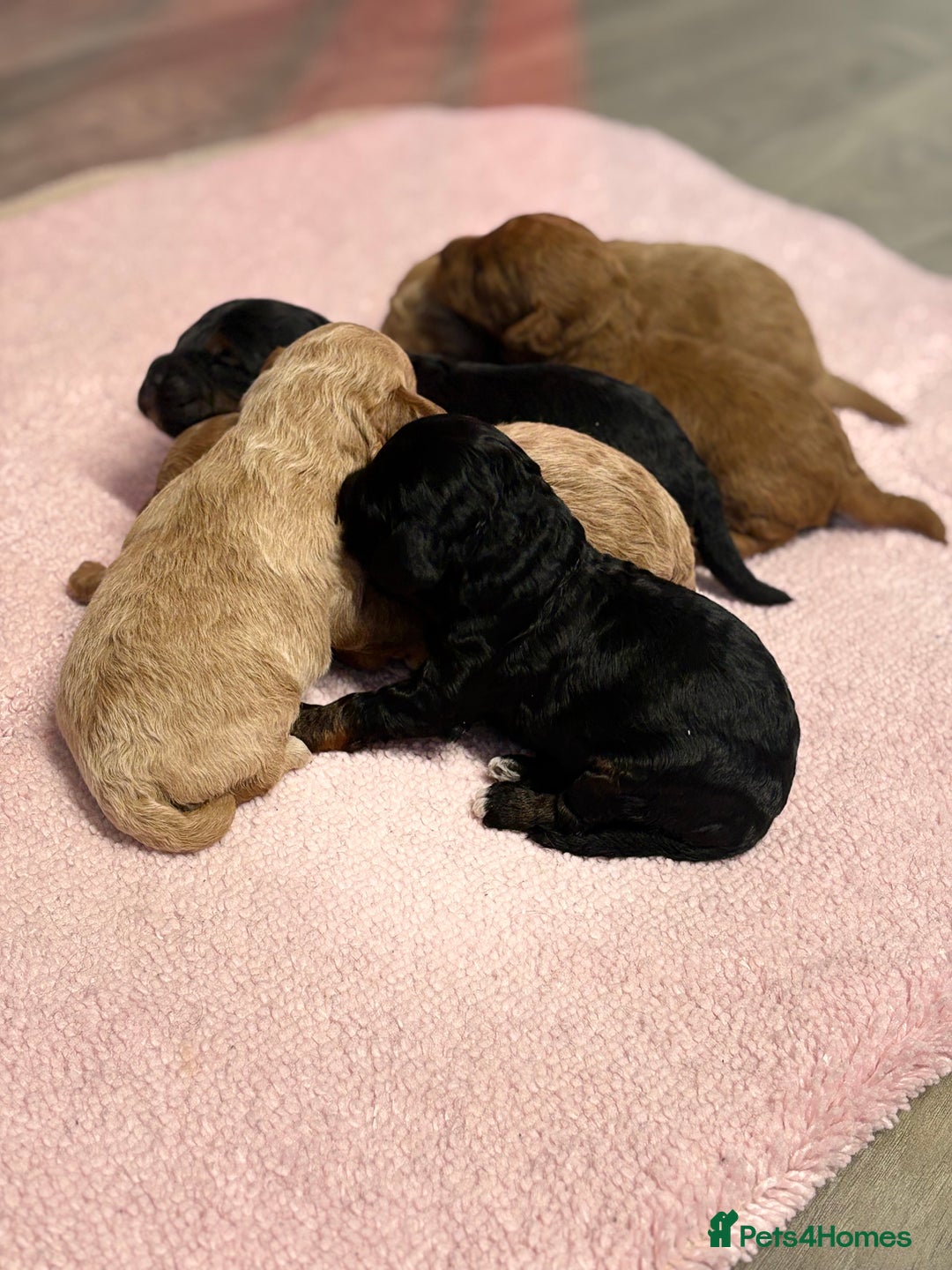 Jackapoo dogs for sale: Beautiful litter of 6 F1B Jackapoos - Image 3