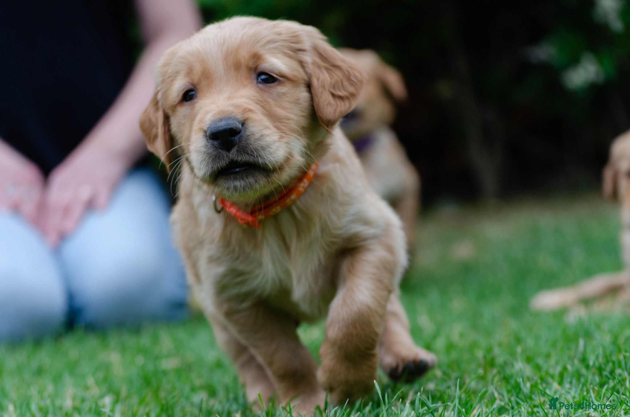Golden Retriever dogs  GOLDEN RETREVER KC PUPPIES - Advert 8