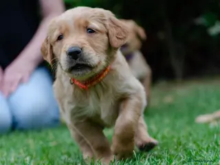 Golden Retriever dogs GOLDEN RETREVER KC PUPPIES - Advert 8