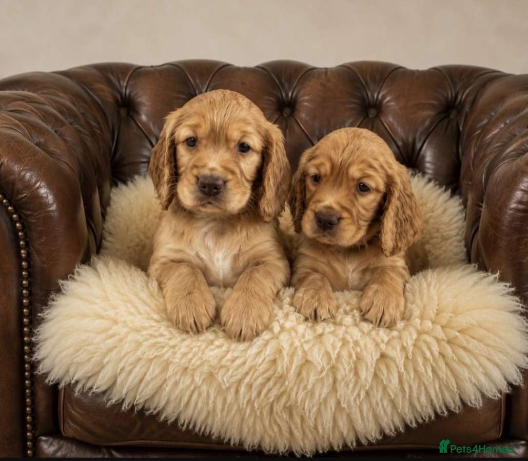 Cocker Spaniel dogs Golden cocker spaniel pups  - Advert 15