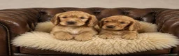 Cocker Spaniel dogs for sale: Golden cocker spaniel pups  - Advert 5