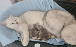 British Shorthair cats for sale: 4 beautiful kittens for sale - Image 5