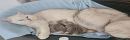 British Shorthair cats for sale: 4 beautiful kittens for sale - Advert 5