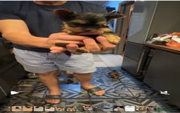 Yorkshire Terrier dogs for sale: Yorkshire terrier puppy  - Image 21