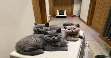 British Shorthair cats - Advert 8