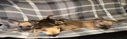 Mixed Breed dogs for sale: READY NOW French Bull dog cross Chihuahua puppies  - Advert 9