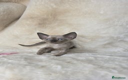 Devon Rex cats for sale: Devon Rex. 3 girls bominant blue eyes. All guts  - Image 2