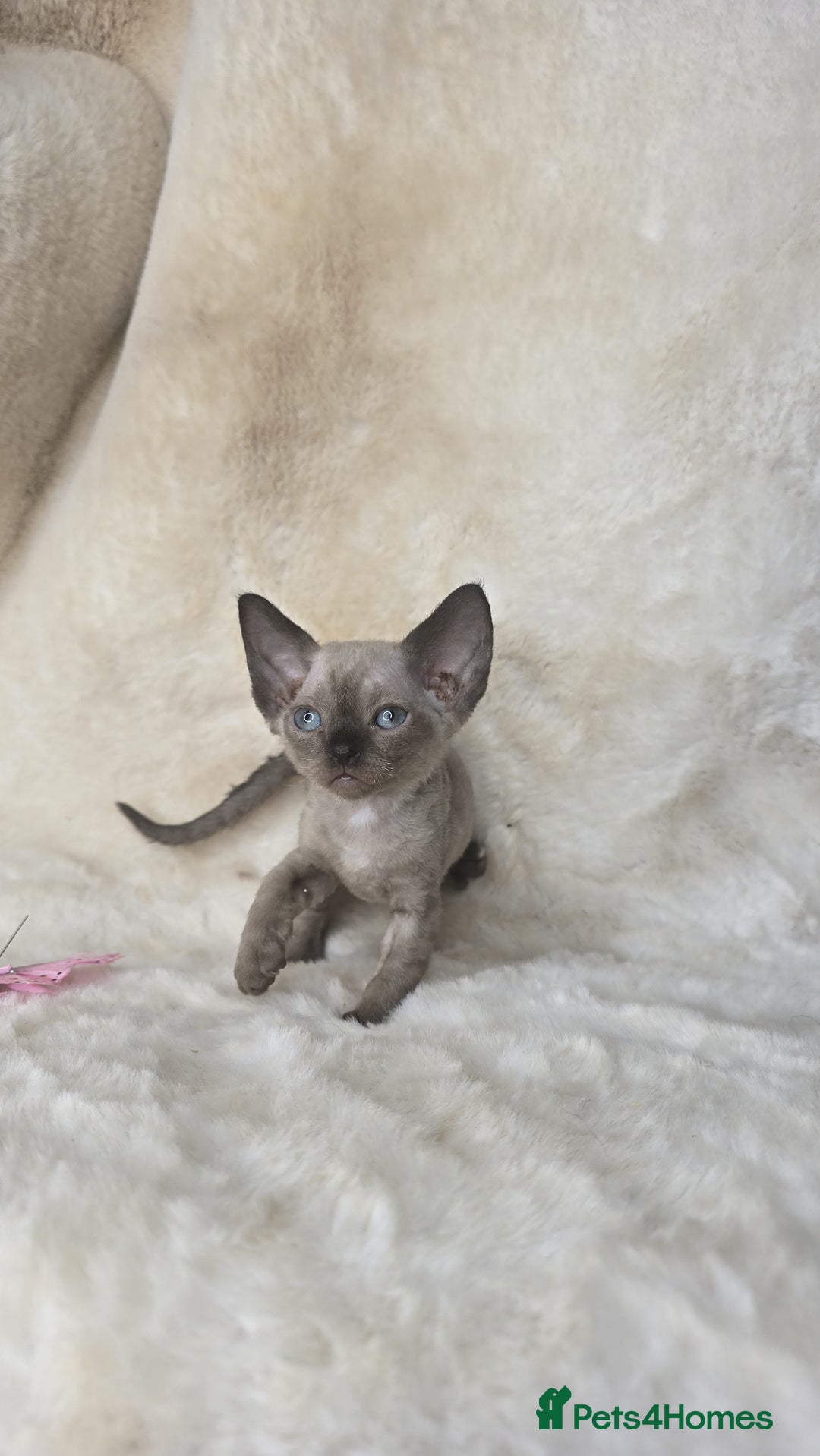 Devon Rex cats for sale: Devon Rex. 3 girls bominant blue eyes. All guts  - Image 2