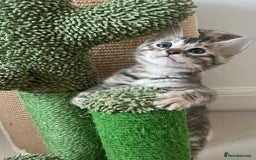 Bengal cats for sale: Stunning Silver Bengal Kittens 😻 - Image 32