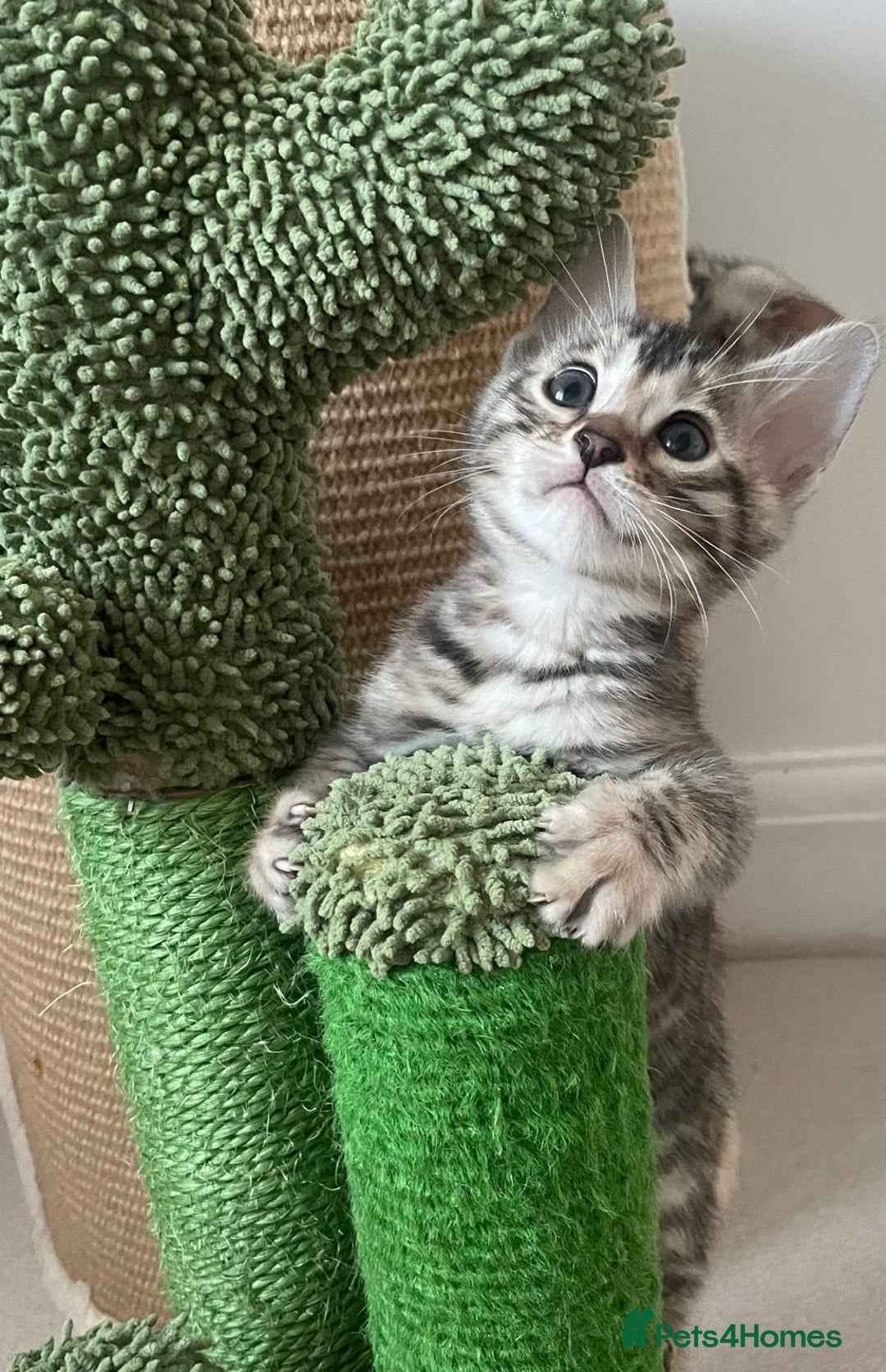 Bengal cats for sale: Stunning Silver Bengal Kittens 😻 - Image 32