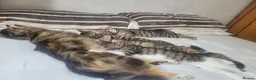 Mixed Breed cats for sale: READY NOW.... - Advert 3