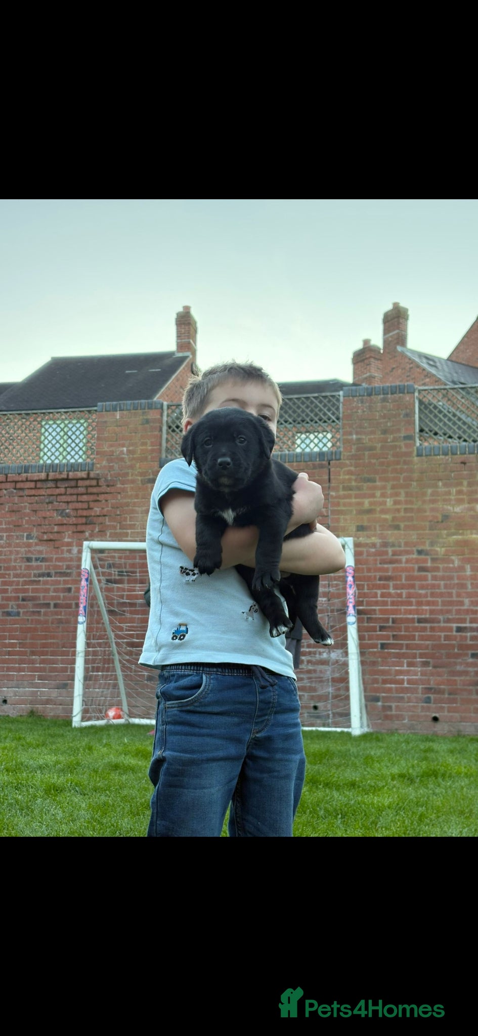 Mixed Breed dogs Labernese F1 Puppies - Advert 1