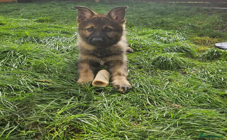 German Shepherd dogs - Advert 1