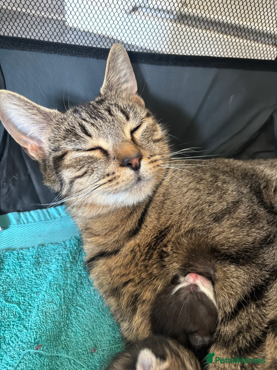 Domestic Shorthair cats for sale: Tabby domestic short hair kittens  - Advert 2