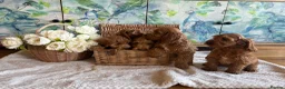 Cockapoo dogs for sale: Cockapoo F1 show type pups, PRIZEWINNING LINES  - Advert 4