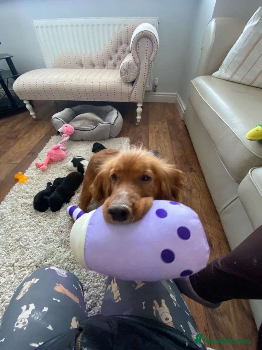 Cocker Spaniel dogs for sale: Health tested KC cocker spaniel puppies in Wigan - Advert 2