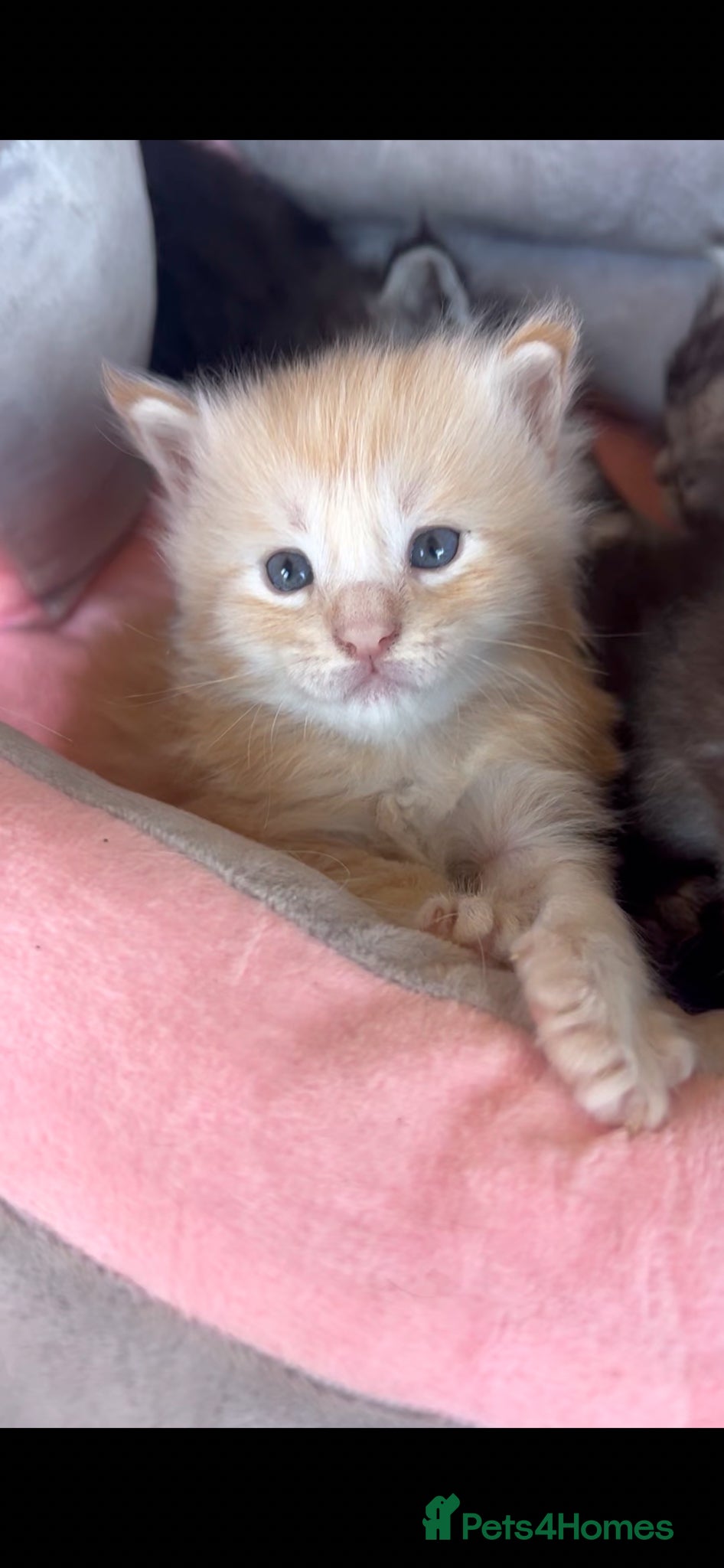 Maine Coon cats for sale: 6 Maine coon kittens for sale  in Brechin - Advert 2