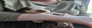 Cocker Spaniel 3