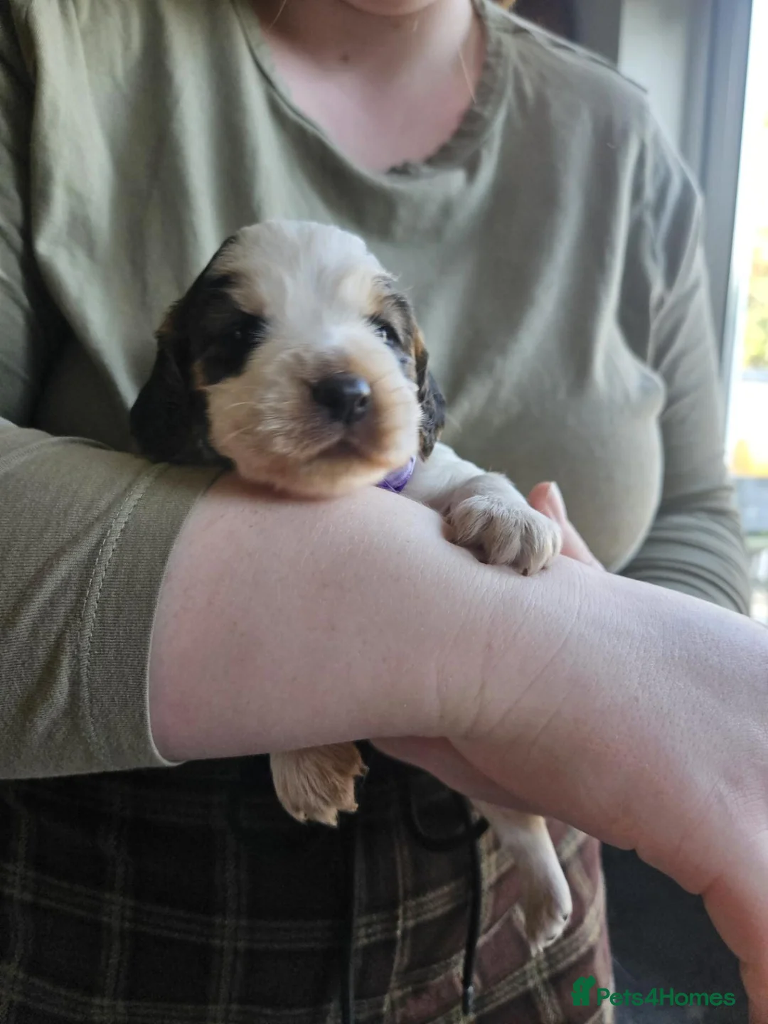 Cocker Spaniel dogs for sale: Cocker Spaniel puppies in Burgess Hill - Advert 16